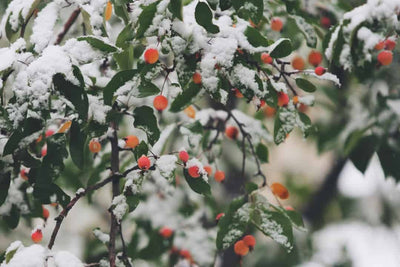 Conseils pour un Mariage Réussi en Hiver